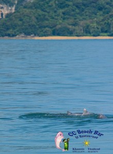 Dolphins 20th April 2017-21