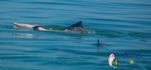 Dolphins 20th April 2017-50