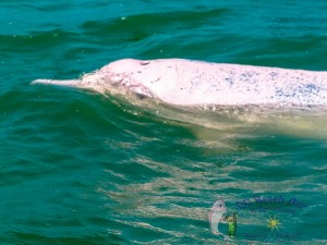 Dolphins-1