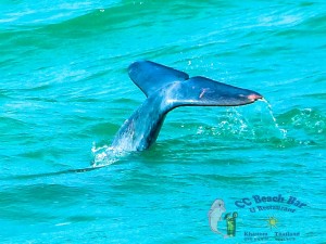 Dolphins-5