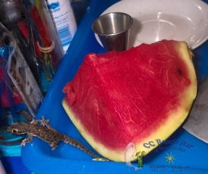 8th watermelon thief-1