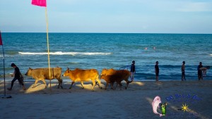 24th Cows on the beach-2