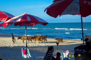 24th Cows on the beach-3