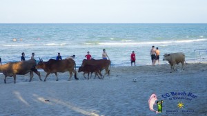 24th Cows on the beach