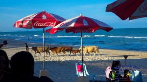 24th Cows on the beach-4