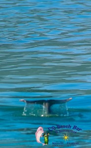Dolphins 20th April 2017-16