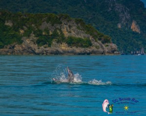 Dolphins 20th April 2017-2
