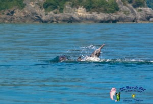 Dolphins 20th April 2017-3
