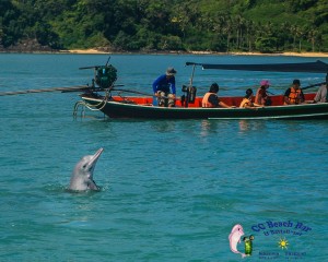 Dolphins 20th April 2017-84