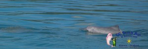 Dolphins 20th April 2017-23