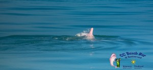 Dolphins 20th April 2017-37