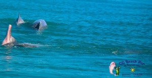Dolphins 20th April 2017-43