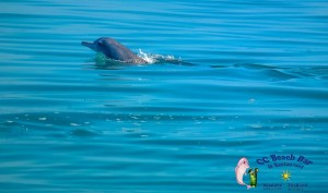 Dolphins 20th April 2017-47
