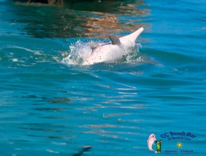Dolphins 20th April 2017-59