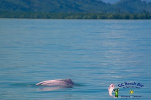 Dolphins 20th April 2017-8