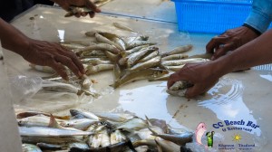 Khanom Fishing Tournament # 13-141