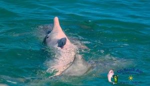 Dolphins 20th April 2017-91