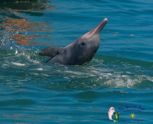 Dolphins 20th April 2017-63