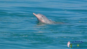 Dolphins 20th April 2017-56