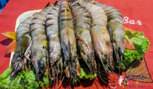 Giant Prawns Oct 2017-4