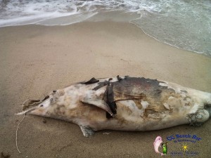 Dead Dolphin 26th Nov 2016-2