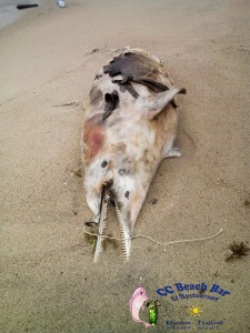 Dead Dolphin 26th Nov 2016