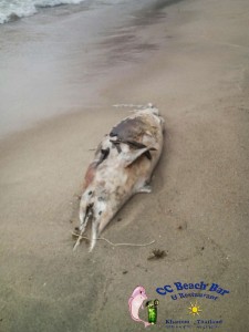 Dead Dolphin 26th Nov 2016-4