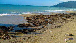 Beach Cleaning By Khanom Pittya Students 12th Dec  (11)