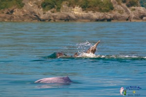 Dolphins 20th April 2017-8