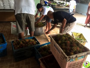 Donation fruit 100Kg-2