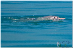 Dolphins 20th April 2017-40