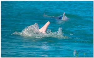 Dolphins 20th April 2017-44