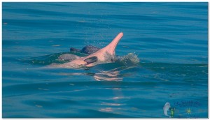 Dolphins 20th April 2017-70