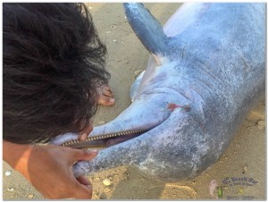 Dead Dolphin 23rd March 2019-2
