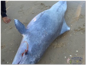Dead Dolphin 23rd March 2019-3