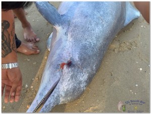 Dead Dolphin 23rd March 2019-4