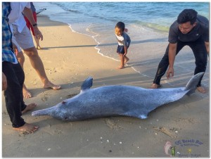 Dead Dolphin 23rd March 2019-5