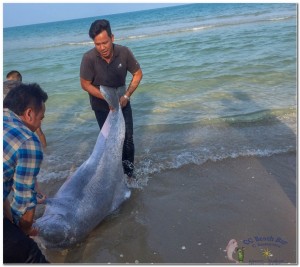 Dead Dolphin 23rd March 2019-6