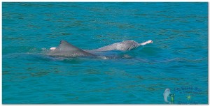 Dolphins (5)
