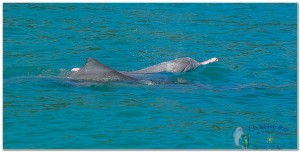 Dolphins (5)